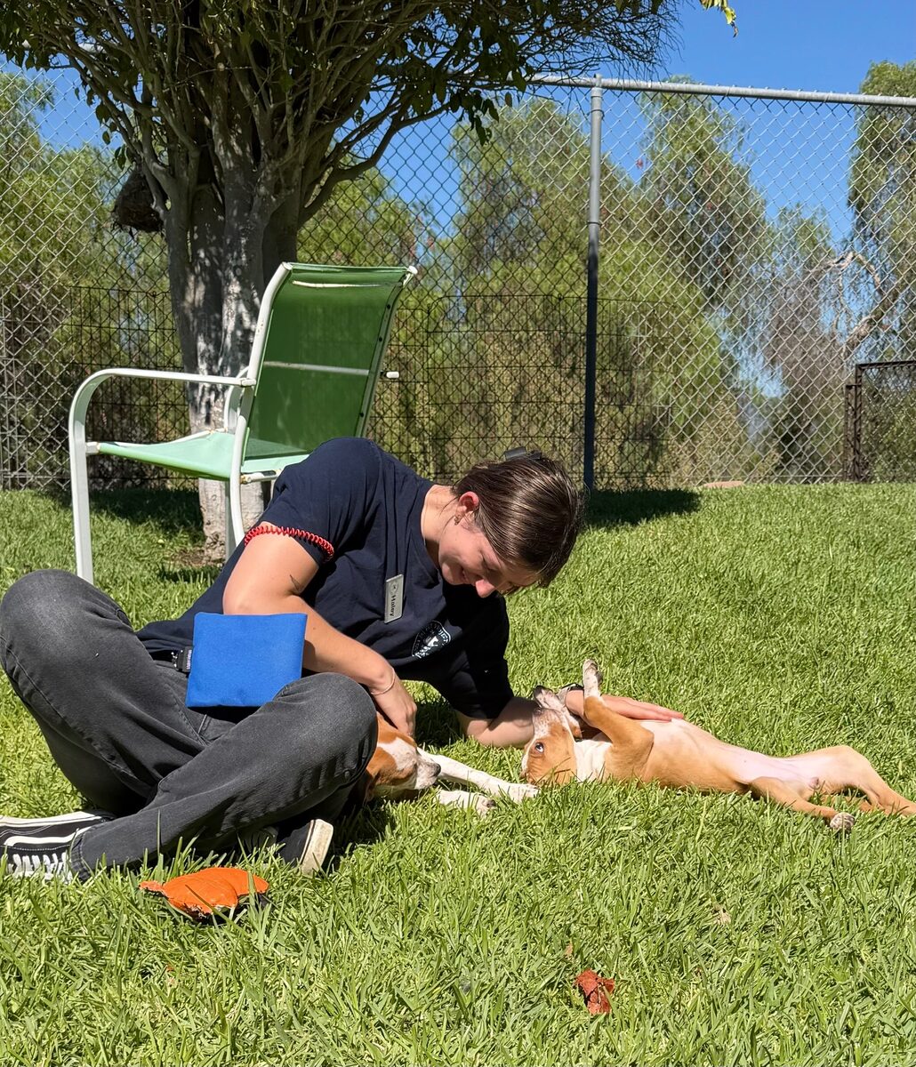 Haley working with two dogs during an outdoor training session